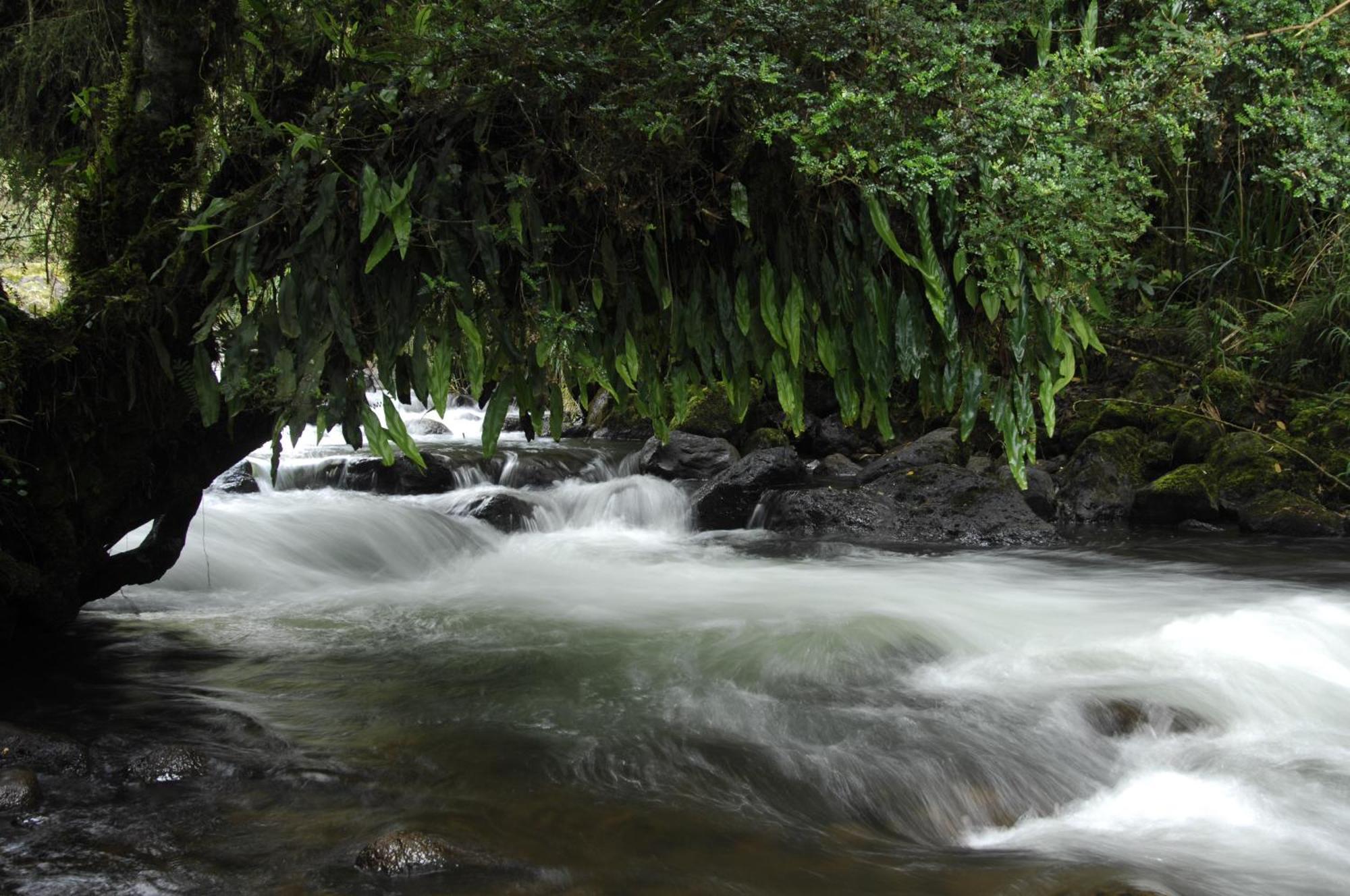 Termas De Papallacta Dış mekan fotoğraf A river in the rain forest